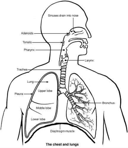 Hình ảnh phổi 1