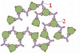 Hình minh họa sự gắn kết và hình thành phức hợp kháng nguyên – kháng thể: (1) kháng thể (2) kháng nguyên.