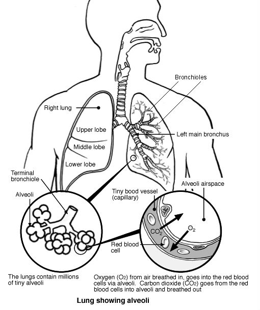 Phổi Người Vị trí đặc điểm cấu tạo 14 bệnh phổi thường gặp