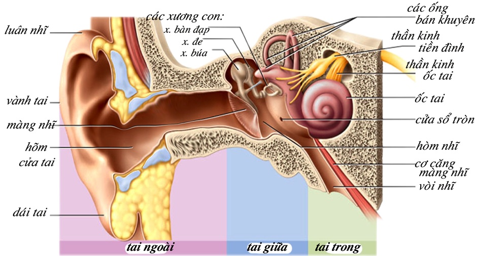 Cấu trúc của tai