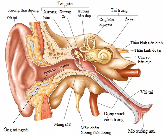 Giải phẫu tai