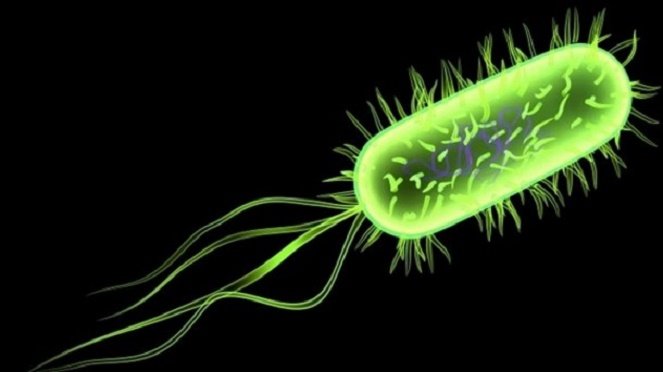 Hình ảnh nhiễm khuẩn listeria