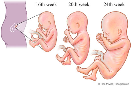 Ba tháng giữa thai kỳ