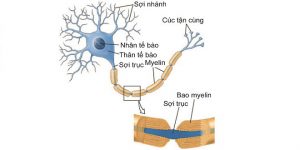 neuron