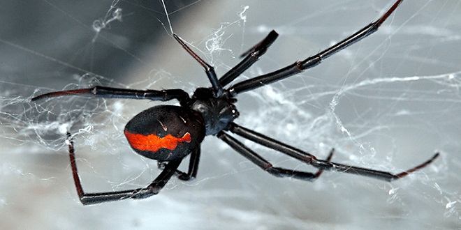 Nhện góa phụ đen (Black widow spider)