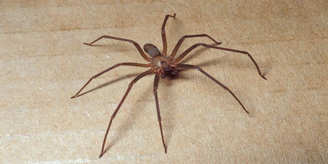 Nhện nâu ẩn dật (Brown recluse spider)