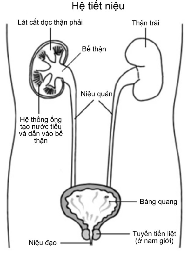 hệ tiết niệu
