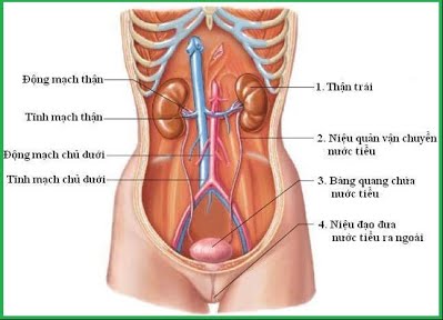 Sơ đồ hệ tiết niệu