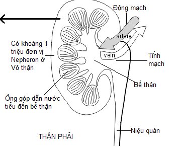 thận phải