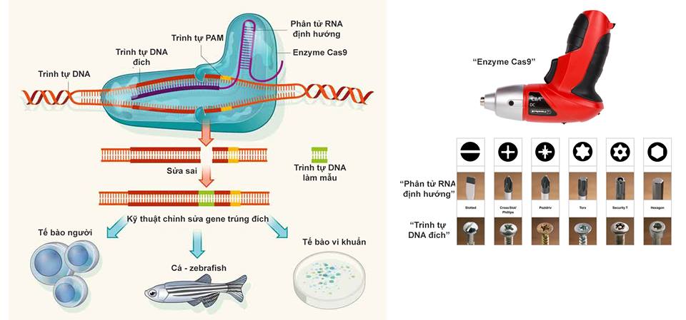 Sử dụng công nghệ CRISPR để chữa được tận gốc các bệnh di truyền của con người - ảo vọng hay thực tế?