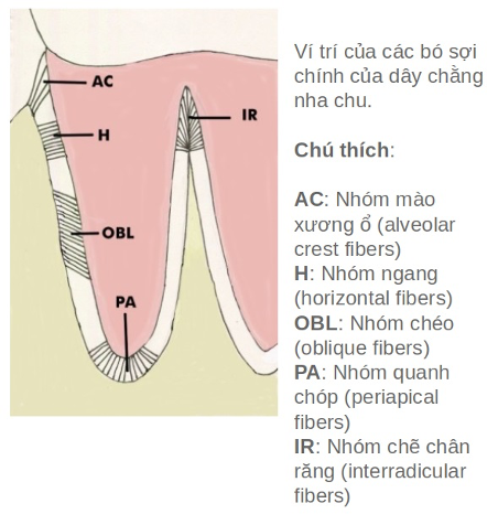 Các nhóm dây chằng nha chu.