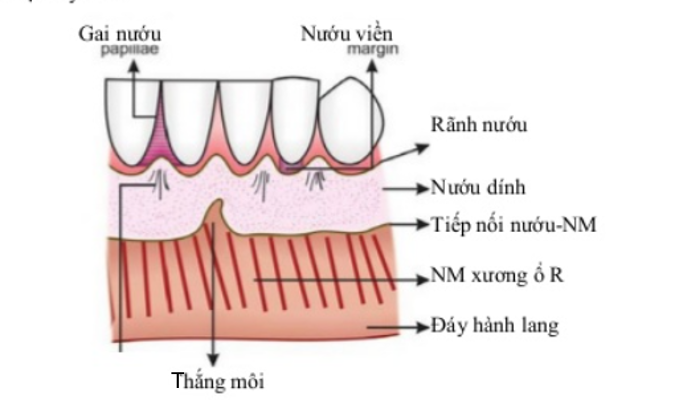 Tổng quan cấu trúc giải phẫu của nướu răng