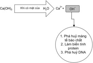 Tac-dong-diet-khuan-cua-caoh2