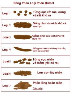 Biểu đồ phân Bristol