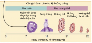 sự phát triển của nang noãn giai đoạn noãn trội