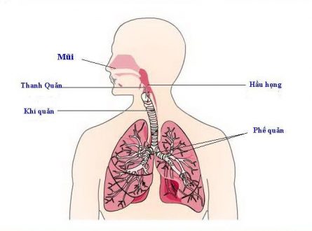 Đường hô hấp