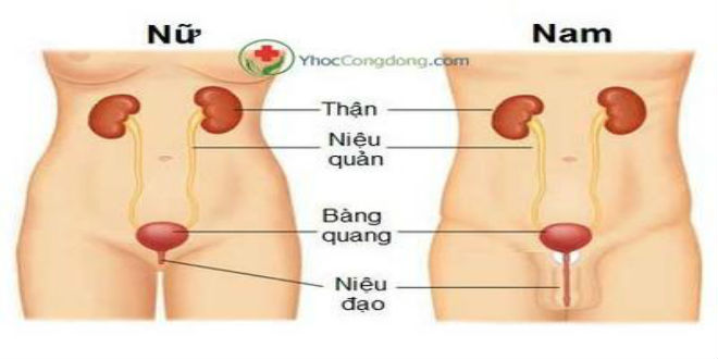 phòng ngừa và điều trị biến chứng bệnh tiểu đường bệnh thận do tiểu đường