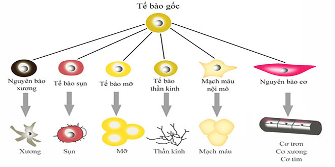 Cân bằng giữa an toàn và phát minh cho ngành y học tái tạo