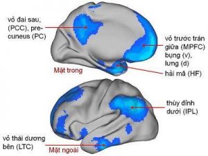 Sự kích hoạt của các vùng não thuộc " Mạng chế độ mặc định " (DMN)