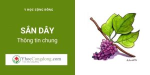 Thông tin chung về Sắn dây
