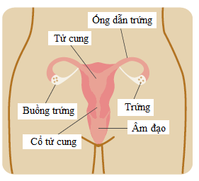 Khả năng sinh sản của nữ giới