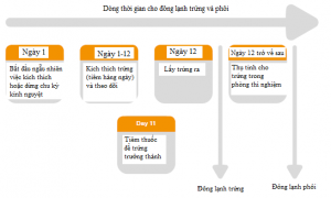 Sơ đồ thời gian để đông lạnh trứng và phôi