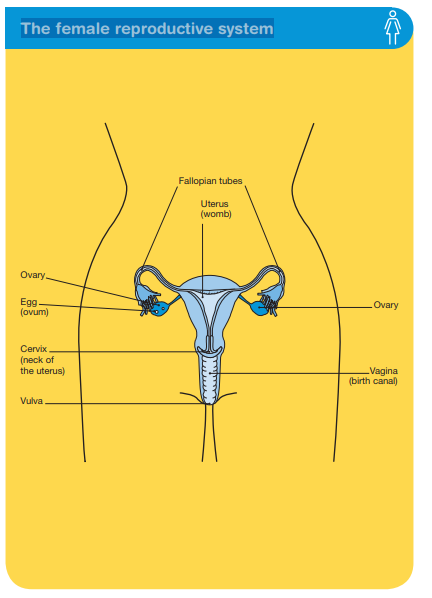 Female reproductive system