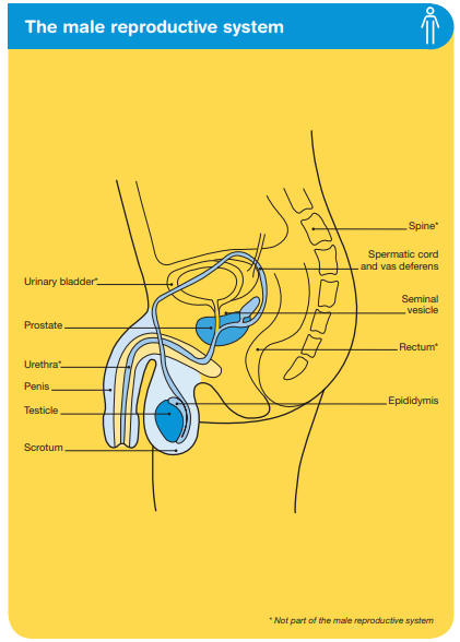 Male reproductive system