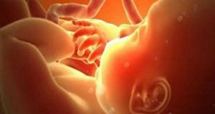 Sự phát triển của thai nhi trong 3 tháng giữa thai kỳ