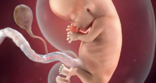Sự phát triển của thai nhi trong 3 tháng đầu thai kỳ