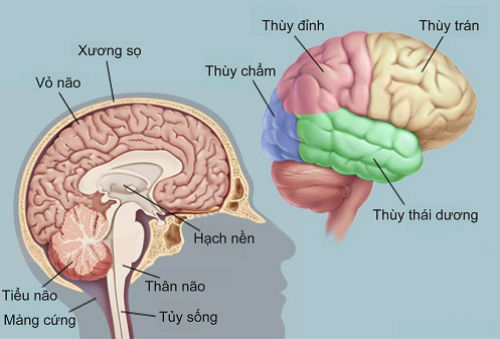 Cẫu tạo của não
