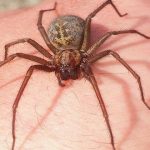 Sơ cứu khi bị nhện cắn