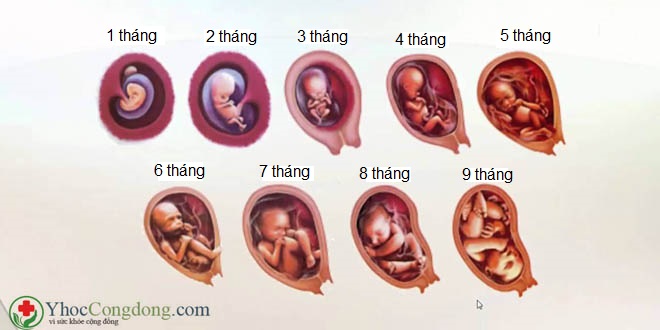 Sự phát triển của thai nhi trong bụng mẹ