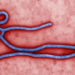 ebola là gì - triệu chứng cách phòng chống ebola