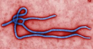 ebola là gì - triệu chứng cách phòng chống ebola