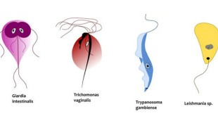 Bệnh trichomonas
