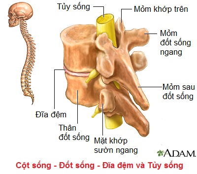 Mô hình xương người 45 cm  Thiết bị y tế Đại Việt