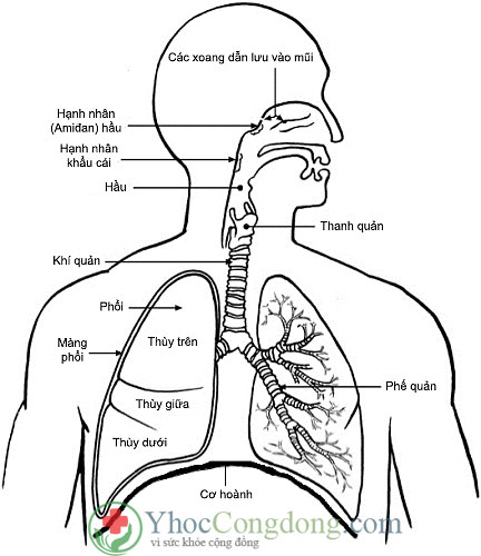 Đường hô hấp và phổi