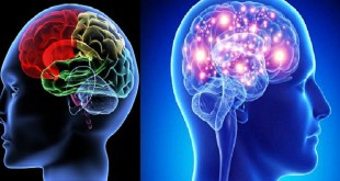 Giải phẫu học và chức năng của não bộ