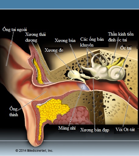 Giải phẫu tai