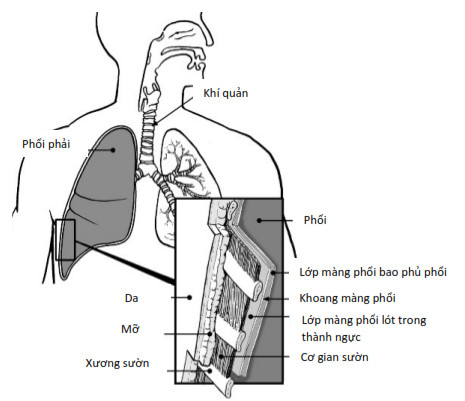 Hình ảnh màng phổi