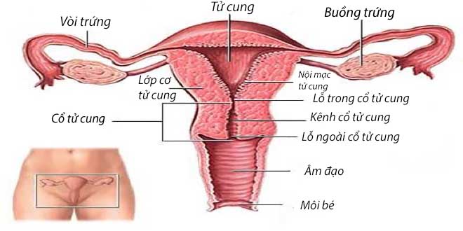 Bơm tinh trùng vào buồng tử cung