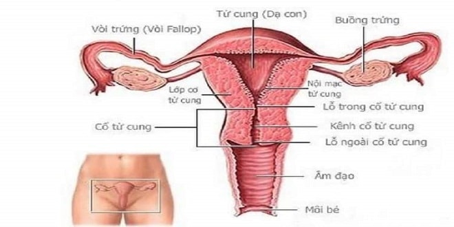 Bảo vệ khả năng sinh sản ở bệnh nhi nữ mắc ung thư
