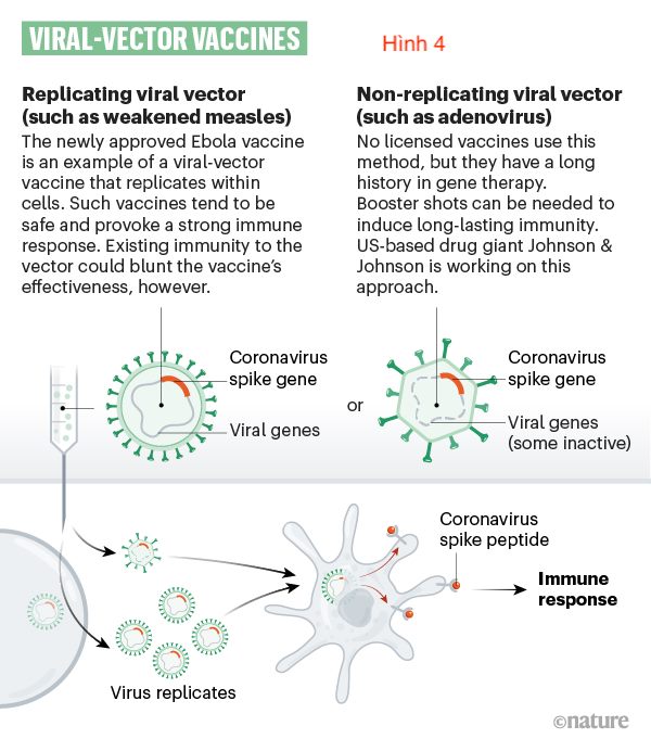 Cuộc đua tìm vaccine trị SARS-CoV-2 (4)