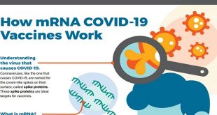 Vaccine mRNA COVID-19 hoạt động như thế nào?