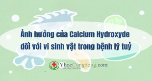 anh-huong-cua-calcium-hydroxyde-doi-voi-vi-sinh-vat-trong-benh-ly-tuy